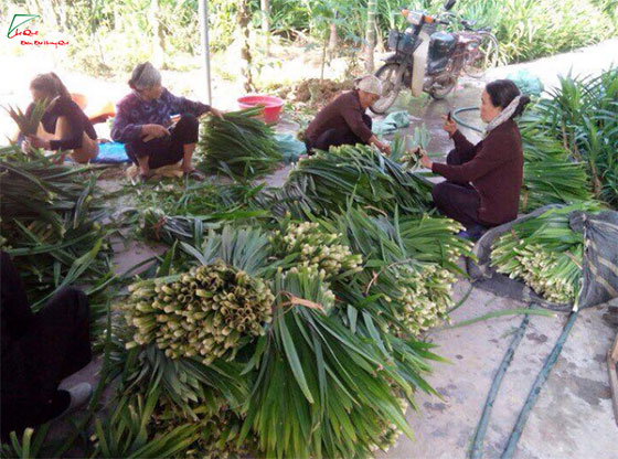 quy trình làm bột lá nếp